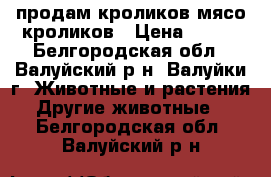 продам кроликов,мясо кроликов › Цена ­ 350 - Белгородская обл., Валуйский р-н, Валуйки г. Животные и растения » Другие животные   . Белгородская обл.,Валуйский р-н